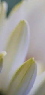 Close-up view of white petals with a soft focus effect.