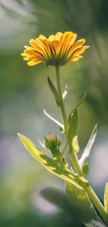 Yellow flower with green leaves in sunlight, serene mobile wallpaper.