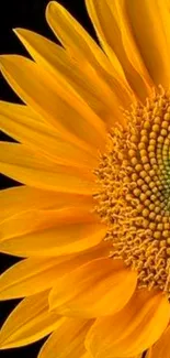 Close-up of a vibrant sunflower with golden yellow petals on a black background.