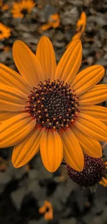 Vibrant sunflower with yellow petals and dark center on a blurred background.