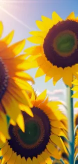 Sunflower field under a bright blue sky, perfect for mobile wallpaper.