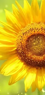 Vibrant yellow sunflower on a green background.