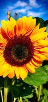 Close-up of a vibrant yellow sunflower with a clear blue sky background.