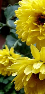 Vibrant yellow flowers with green leaves.