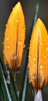 Close-up of two yellow flower buds with water droplets.