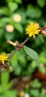 Yellow flowers and green leaves mobile wallpaper