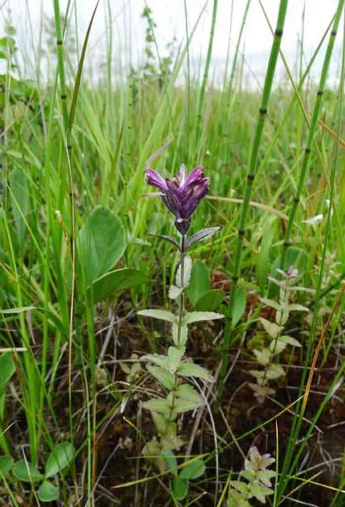 Bartsia alpina