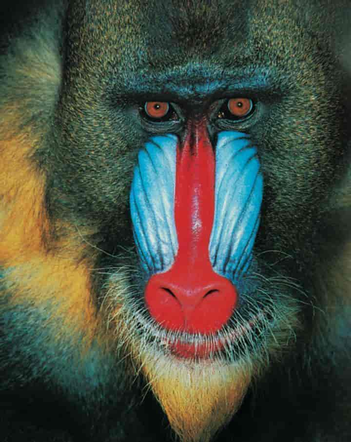 Mandrill (hann)