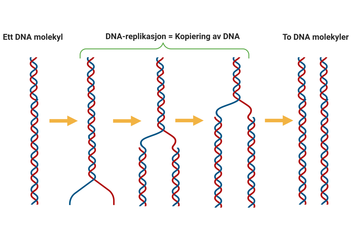 DNA-replikasjon