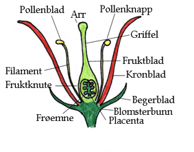 Blomstens deler