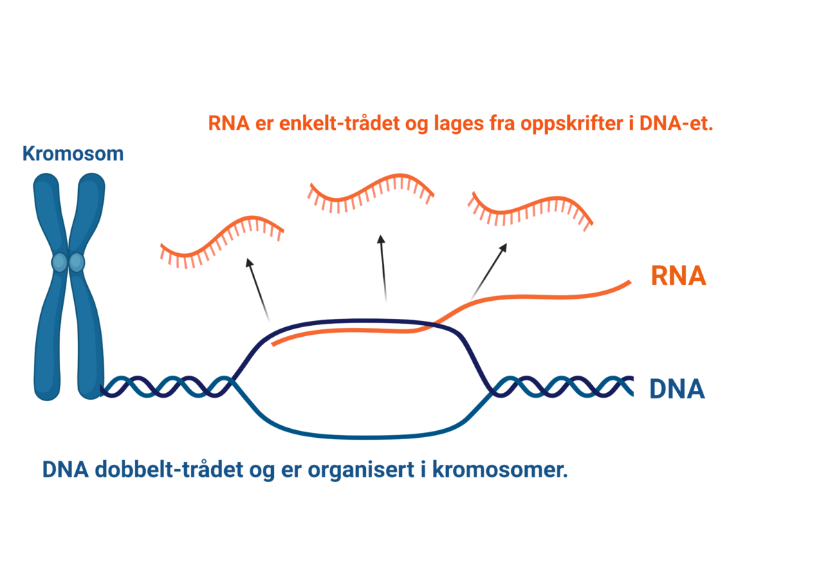 RNA blir laget fra oppskrifter i DNA