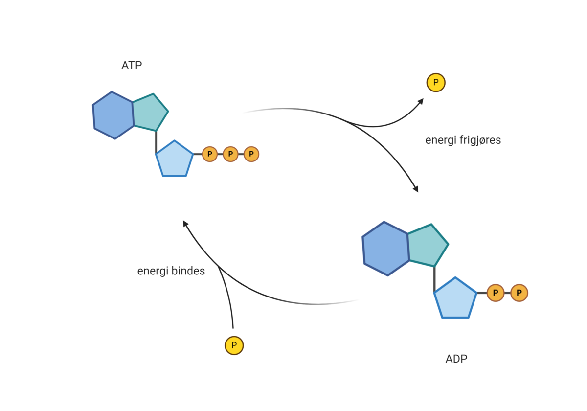 ATP og ADP