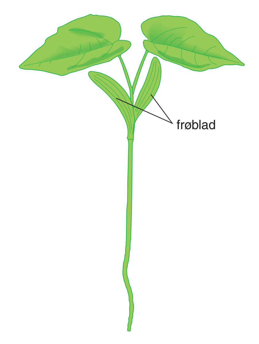 Frøblad (tegning)