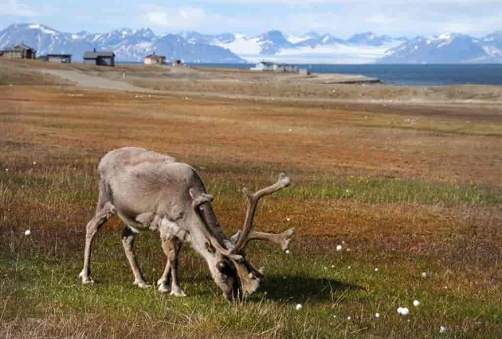 Rangifer tarandus platyrhynchus