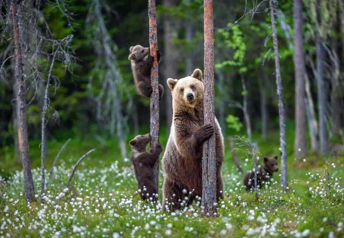 Ei binne står foran et tre i skogen. I trærne klatrar tre små unger. 