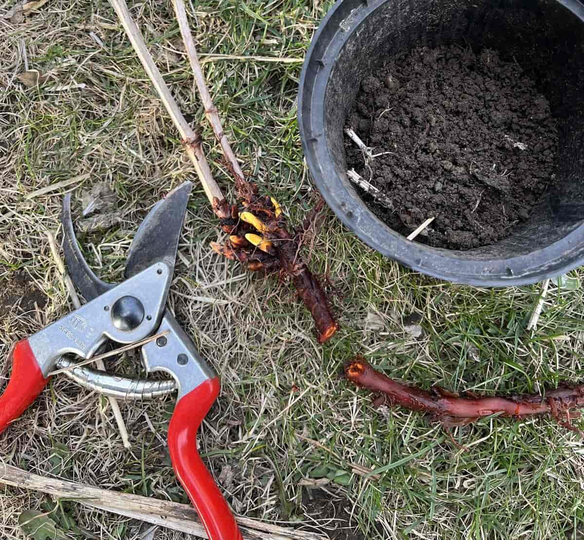 Rotstikling fra krapplante 