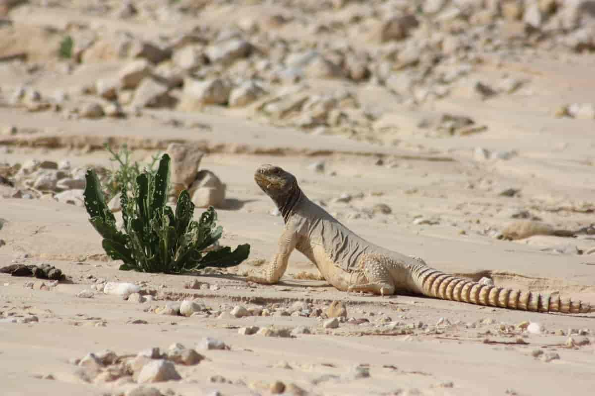 Foto av tornhale ved siden av en kaktus i et ellers karrig landskap