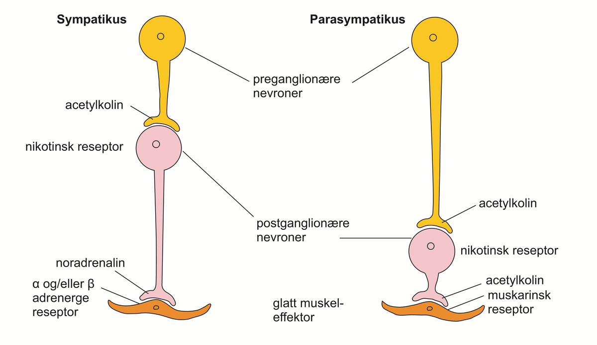 autonome nervesystem