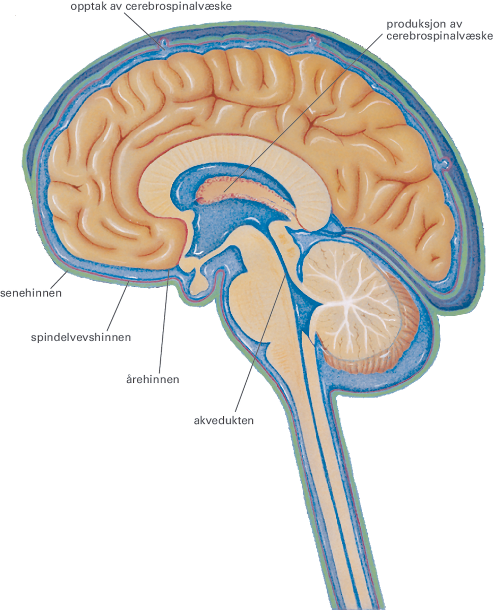 Cerebrospinalvæsken