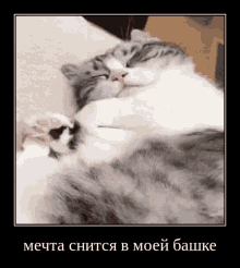 a gray and white cat is sleeping on its back with its paws on its chest .