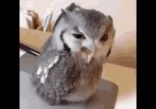 a gray and white owl is sitting on a desk with its mouth open