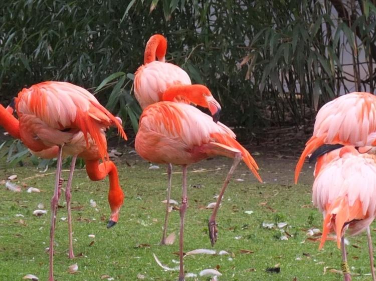 Ménagerie du Jardin des Plantes