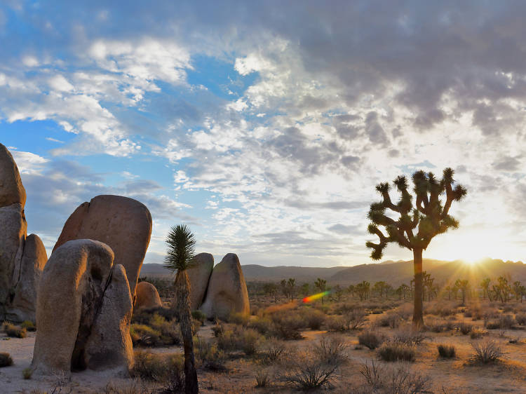 Joshua Tree