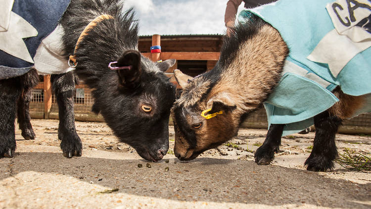 Visit the animals at Spitalfields City Farm