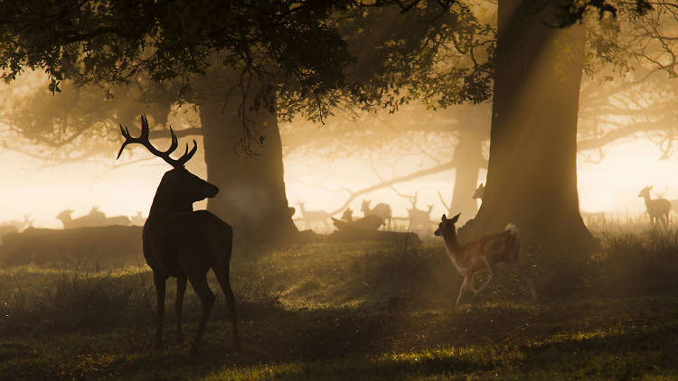 Spot deer in Richmond Park