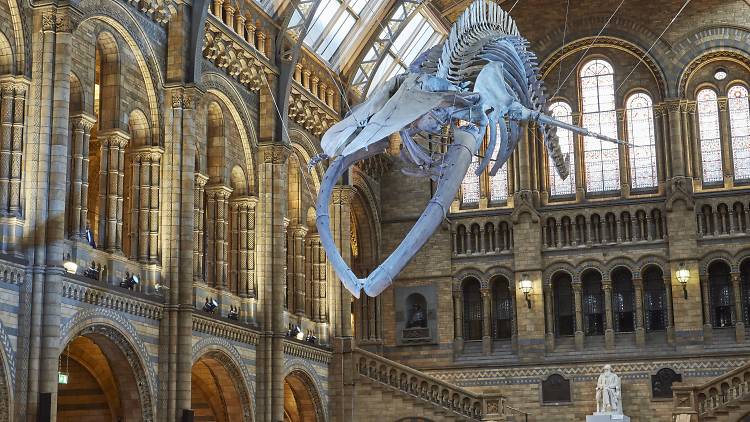 Meet ‘Hope’ at the Natural History Museum