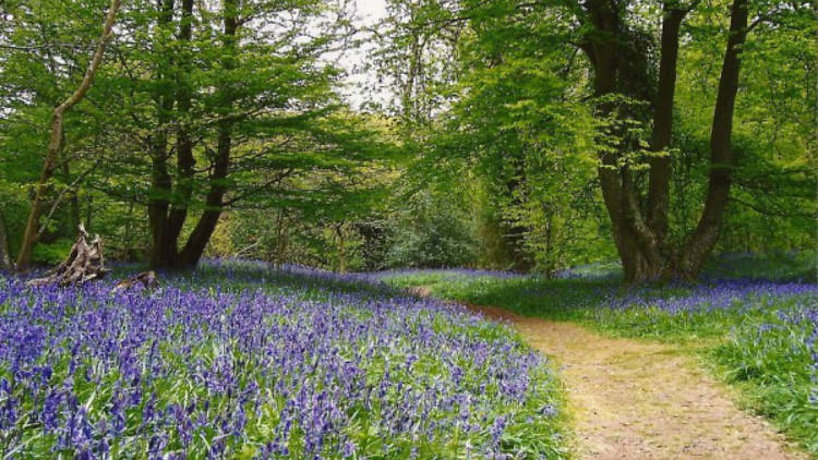 Arlington Bluebell Walk and Farm Trail, Sussex