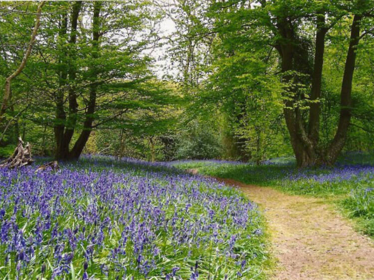 Arlington Bluebell Walk and Farm Trail, Sussex