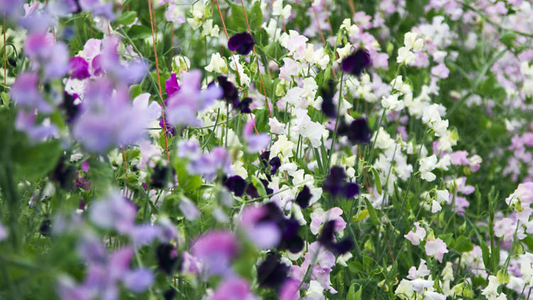 Green and Gorgeous, Oxfordshire