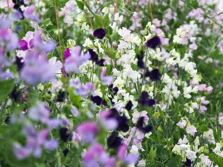 Green and Gorgeous, Oxfordshire