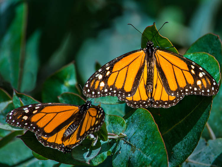 Monarch Butterfly Grove