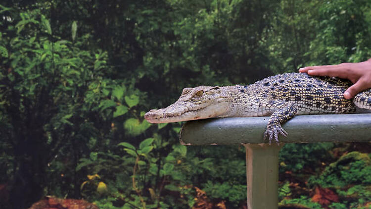 Crocodile Adventureland