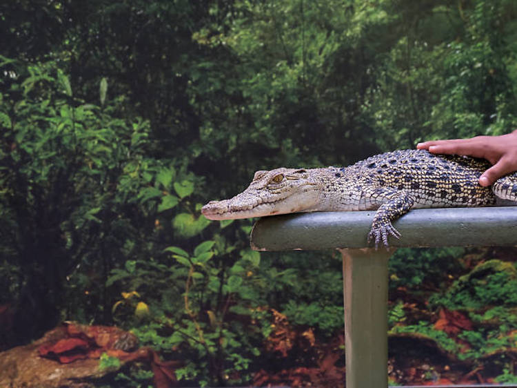 Crocodile Adventureland