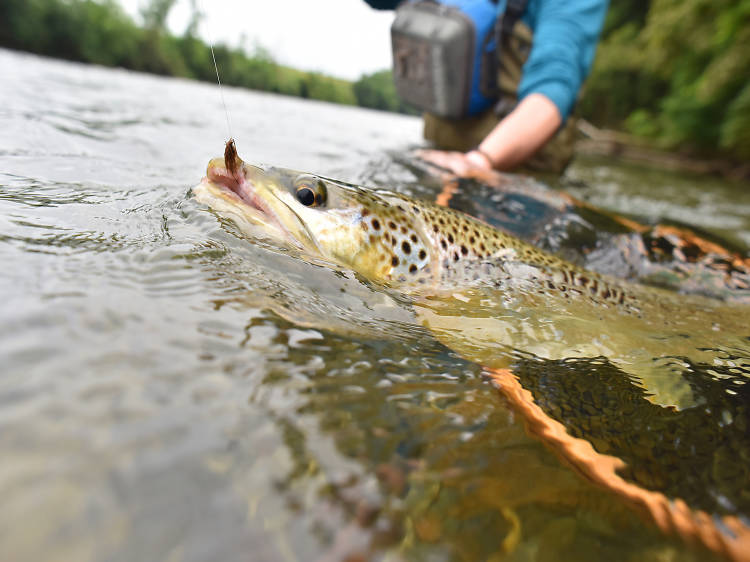 Trout fishing