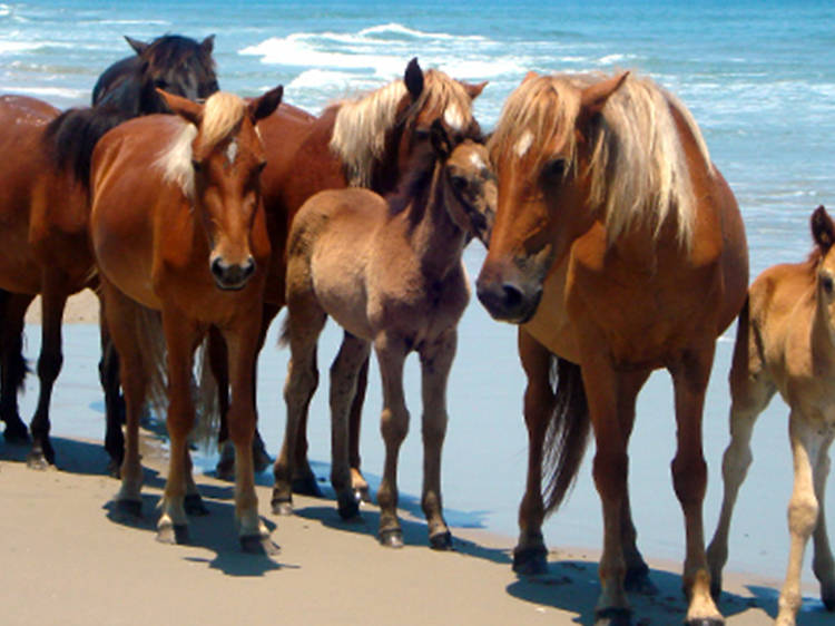 Corolla Wild Horse Fund Museum and Tours