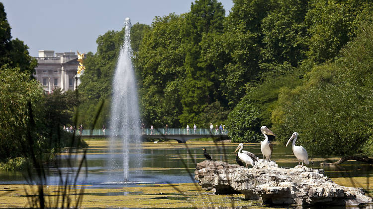 Spy Buckingham Palace from St James’s Park