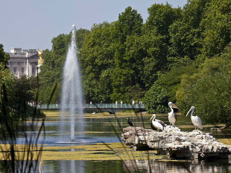 Spy Buckingham Palace from St James’s Park