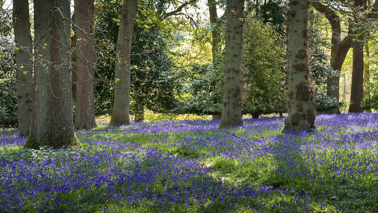 Winkworth Arboretum