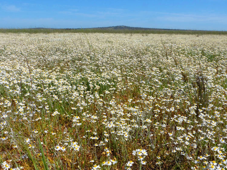 Where to find spring flowers near Melbourne