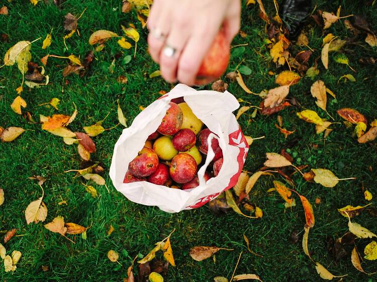 Go apple picking in a beautiful orchard