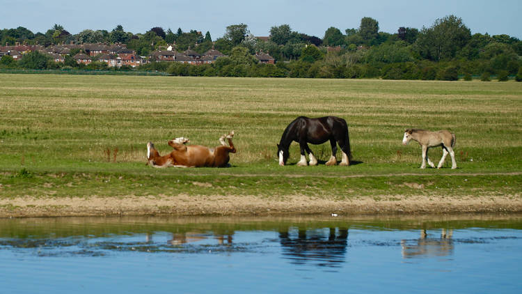 River Isis, Port Meadow, Oxford