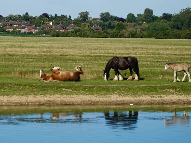 River Isis, Port Meadow, Oxford