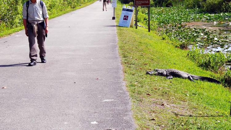 Bike alongside gators and other wildlife at Shark Valley