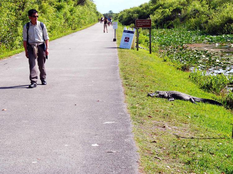 Bike alongside gators and other wildlife at Shark Valley