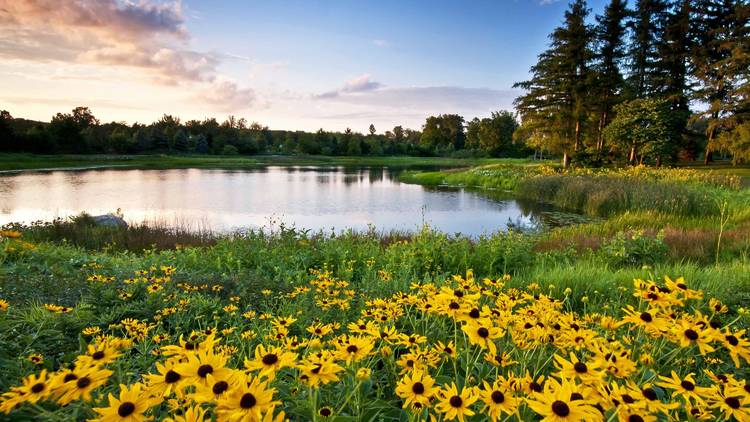 Morton Arboretum