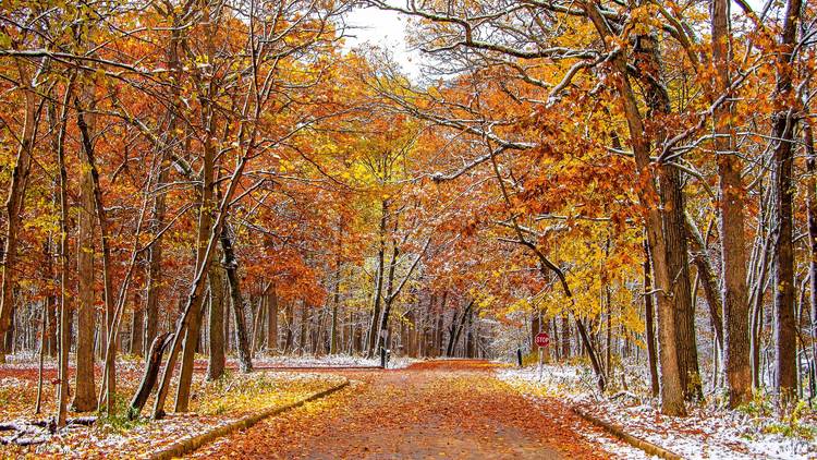 Ned Brown Forest Preserve